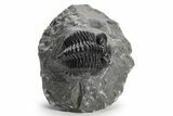 Coltraneia Trilobite Fossil - Huge Faceted Eyes #225325-2